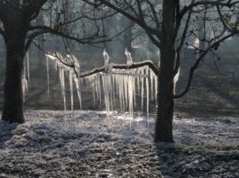 Der Frühling kommt mit Frost