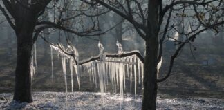 Der Frühling kommt mit Frost und Schnee
