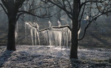 Der Frühling kommt mit Frost