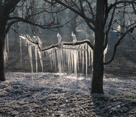 Der Frühling kommt mit Frost