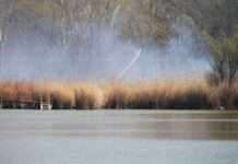 Schilf und Wald brannten auf etwa 20 Hektar am Vadkerter See