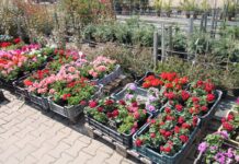 Gartenbau: Endlich haben wir dafür genug Zeit und schönes Wetter – Soltvadkerter Gärtnerei geöffnet!