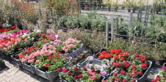 Gartenbau: Endlich haben wir dafür genug Zeit und schönes Wetter – Soltvadkerter Gärtnerei geöffnet!