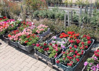 Gartenbau: Endlich haben wir dafür genug Zeit und schönes Wetter – Soltvadkerter Gärtnerei geöffnet!