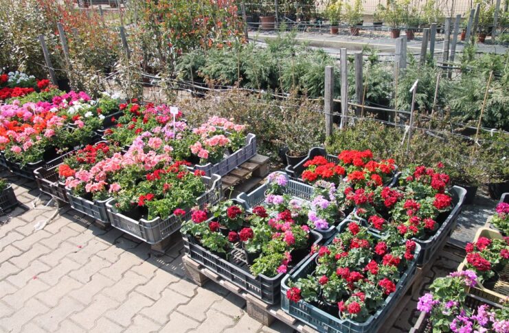 Gartenbau: Endlich haben wir dafür genug Zeit und schönes Wetter – Soltvadkerter Gärtnerei geöffnet!
