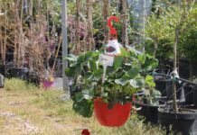 Gärtnerei in Soltvadkert