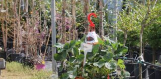 Gärtnerei in Soltvadkert