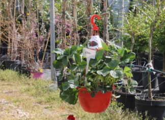 Gärtnerei in Soltvadkert