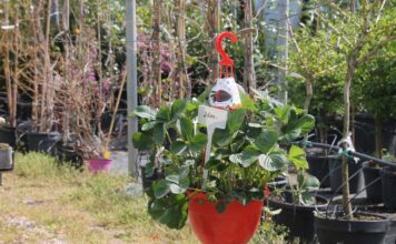 Gärtnerei in Soltvadkert