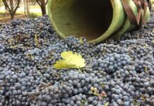 Die Kellerei Lantos in Soltvadkert