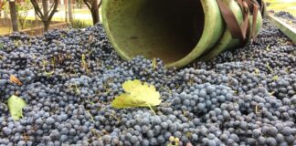 Die Kellerei Lantos in Soltvadkert