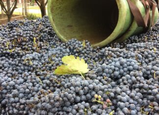 Die Kellerei Lantos in Soltvadkert