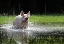 Das Schwein aus den Filmen