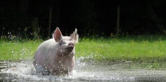 Das Schwein aus den Filmen