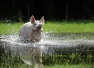 Das Schwein aus den Filmen