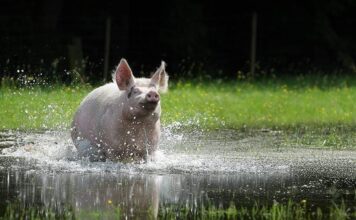 Das Schwein aus den Filmen