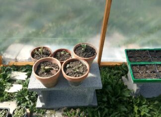 Leserbrief: Was so alles bei uns im Garten los ist…