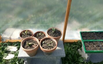 Leserbrief: Was so alles bei uns im Garten los ist…