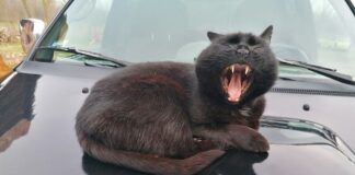 Wie beginnt so ein Tag auf einer Tanya?