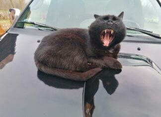 Wie beginnt so ein Tag auf einer Tanya?