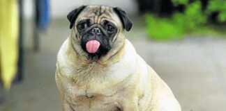 Hunde im Seniorenalter II.