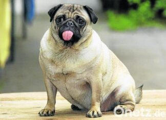 Hunde im Seniorenalter II.