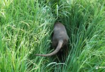 „Kutya“/“Hund“ – ungarische Wortwitze und Sprüche mit diesem Wort