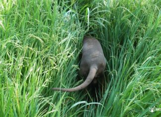 „Kutya“/“Hund“ – ungarische Wortwitze und Sprüche mit diesem Wort