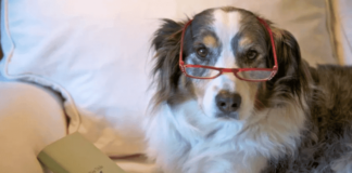 Hunde im Seniorenalter I.