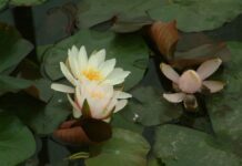 Gartenteiche mit Andor Kévés