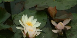 Gartenteiche mit Andor Kévés