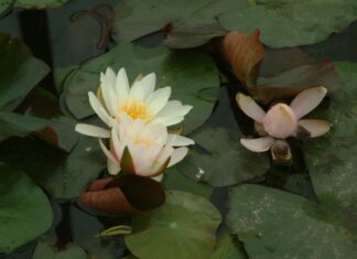 Gartenteiche mit Andor Kévés