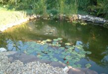 Wir möchten einen schönen Gartenteich!