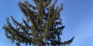 Gartenbau, Holzfällen, Rasen