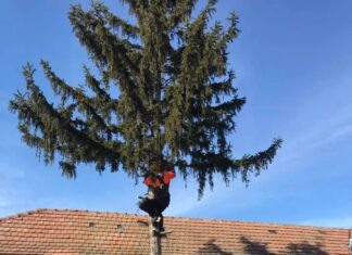 Gartenbau, Holzfällen, Rasen