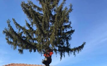 Gartenbau, Holzfällen, Rasen