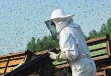 Bienenstöcke im Straßengraben