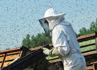 Bienenstöcke im Straßengraben