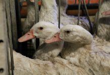 Geflügelwirtschaft in der Puszta