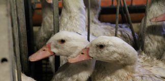 Geflügelwirtschaft in der Puszta