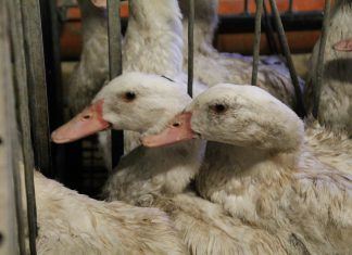 Geflügelwirtschaft in der Puszta