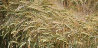 Selbstversorger oder Landwirt in Ungarn