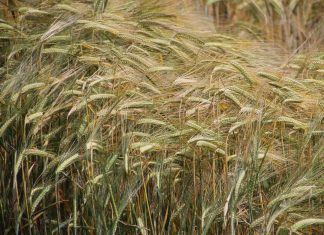 Selbstversorger oder Landwirt in Ungarn