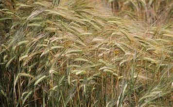 Selbstversorger oder Landwirt in Ungarn