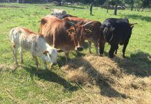 Aronia Plantage und Zebu Rinder