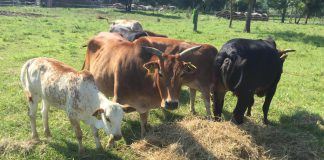 Aronia Plantage und Zebu Rinder