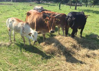 Aronia Plantage und Zebu Rinder