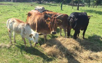 Aronia Plantage und Zebu Rinder