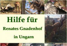 Österreichische Fellnasen – In großer Not ❤️ DIE JETZT IN UNGARN SIND ❤️