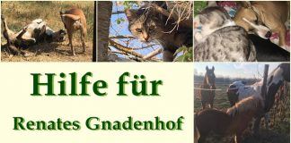 Österreichische Fellnasen – In großer Not ❤️ DIE JETZT IN UNGARN SIND ❤️